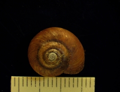 Mesomphix globosus