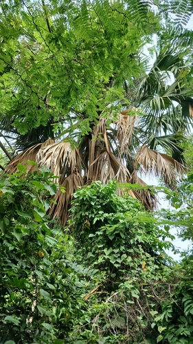 Sabal causiarum, photograph 2