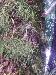Tillandsia stricta