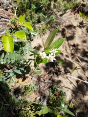 Asclepias ovalifolia