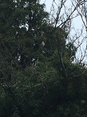 Turdus philomelos