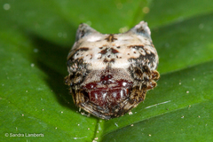 Aspidolasius branicki