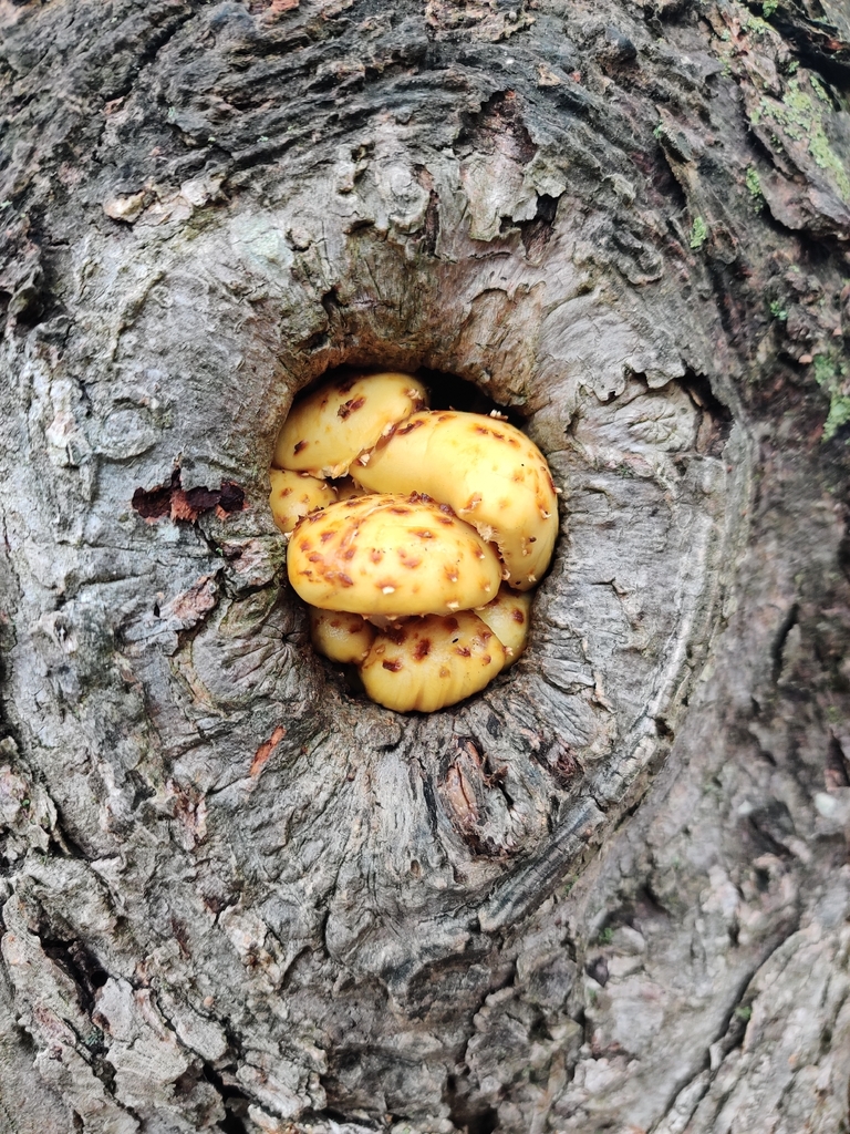 Pholiota aurivella · October 2025 · photo: © peecles (iNaturalist, cc-by)