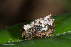 Aspidolasius branicki