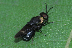 Ptilocera