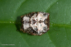 Aspidolasius branicki