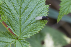 Minettia longipennis