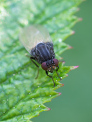 Minettia longipennis
