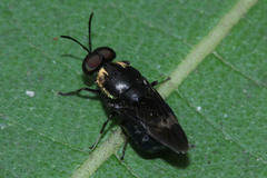 Ptilocera