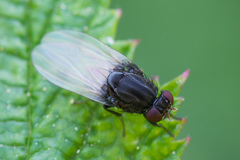 Minettia longipennis