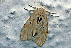 Nudaria phallustortens