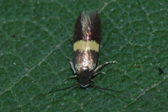 Lepidoptera