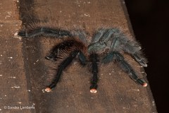 Avicularia avicularia