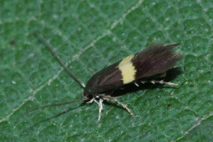Lepidoptera