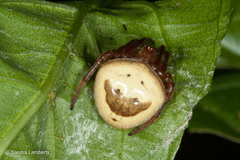 Ocrepeira covillei