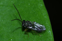 Eucharitidae
