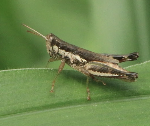 Short-winged Rice Grasshopper