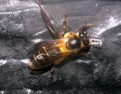 Apis dorsata binghami