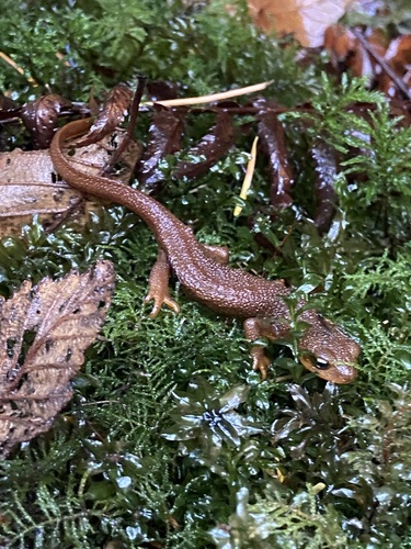 Rough-skinned Newt