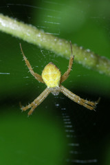 Argiope