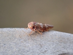 Tremulicerus vitreus