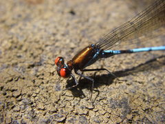 Argia cupraurea
