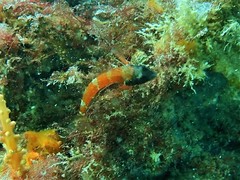 Enneapterygius larsonae