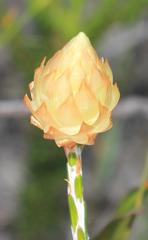 Edmondia