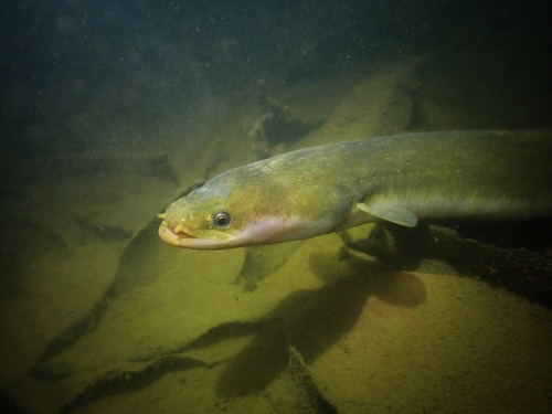 Short-finned Eel