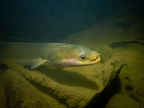 Short-finned Eel