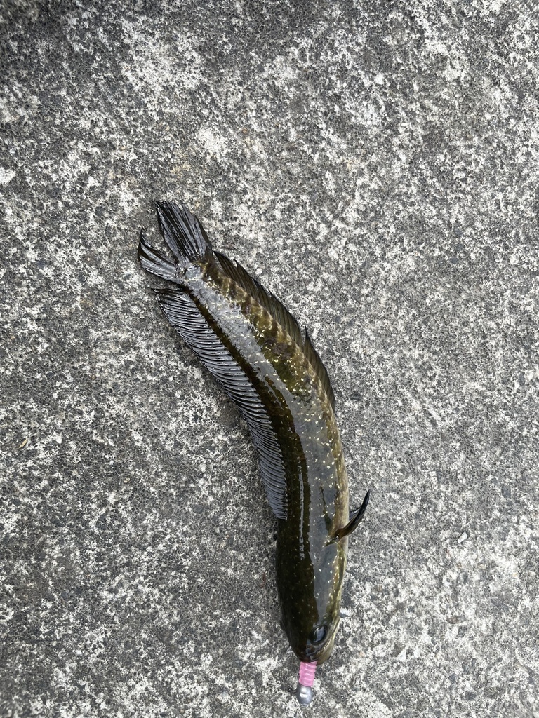 Short Snakehead Small Snakehead in September 2025 by 蔡志偉 · iNaturalist