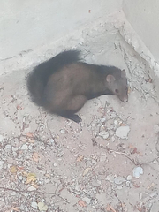 Bushy-Tailed Mongoose photo 4