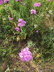 Dianthus andrzejowskianus