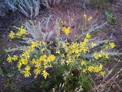 Jacobaea andrzejowskyi