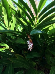 Alpinia zerumbet