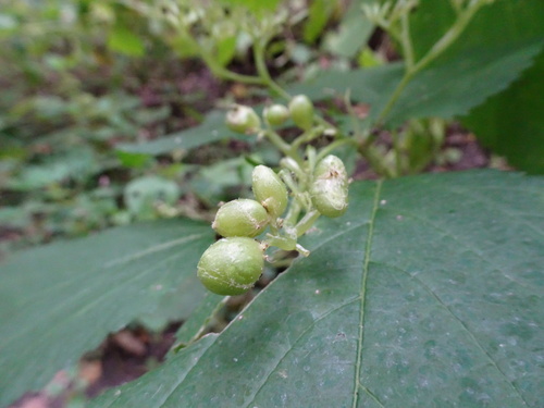 Unknown species found near Old Cedar Avenue Bridge, Bloomington, MN, USA