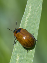 Gonioctena viminalis