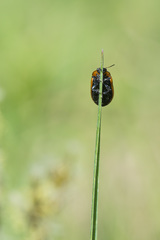 Gonioctena viminalis