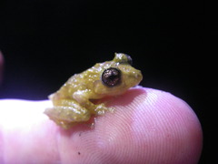 Pristimantis cruentus