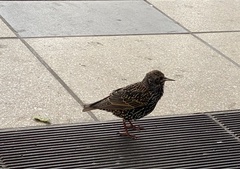 Sturnus vulgaris