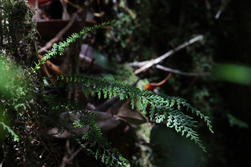 Oreogrammitis tenuisecta observed 2025-03-23