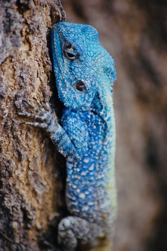 Southern Tree Agama, Kruger National Park, , LP, ZA, photo 8 of 10