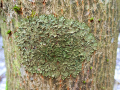 Melanelixia glabratula