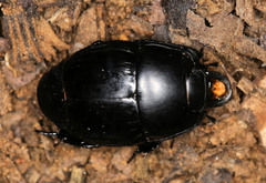 Histerinae