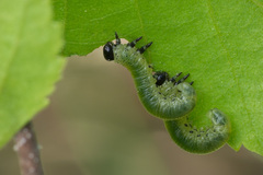 Pristiphora alpestris