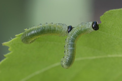Pristiphora alpestris