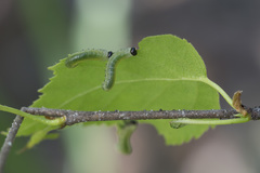 Pristiphora alpestris