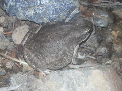 Duttaphrynus dhufarensis