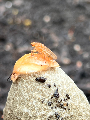 Unknown species found near Chopmist Hill Rd, North Scituate, RI, US