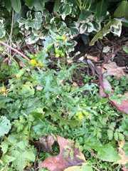 Senecio vulgaris